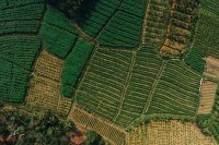 Inequalities and Economic Growth: How Agricultural Land Distribution Shapes Nations